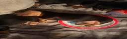 Dachshund dogs for sale: 4 traditional Black and Tan dachshund puppies  - Advert 7