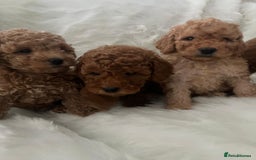 Cavapoo dogs for sale: Mixed litter of adorable cavapoo puppies - Advert 9