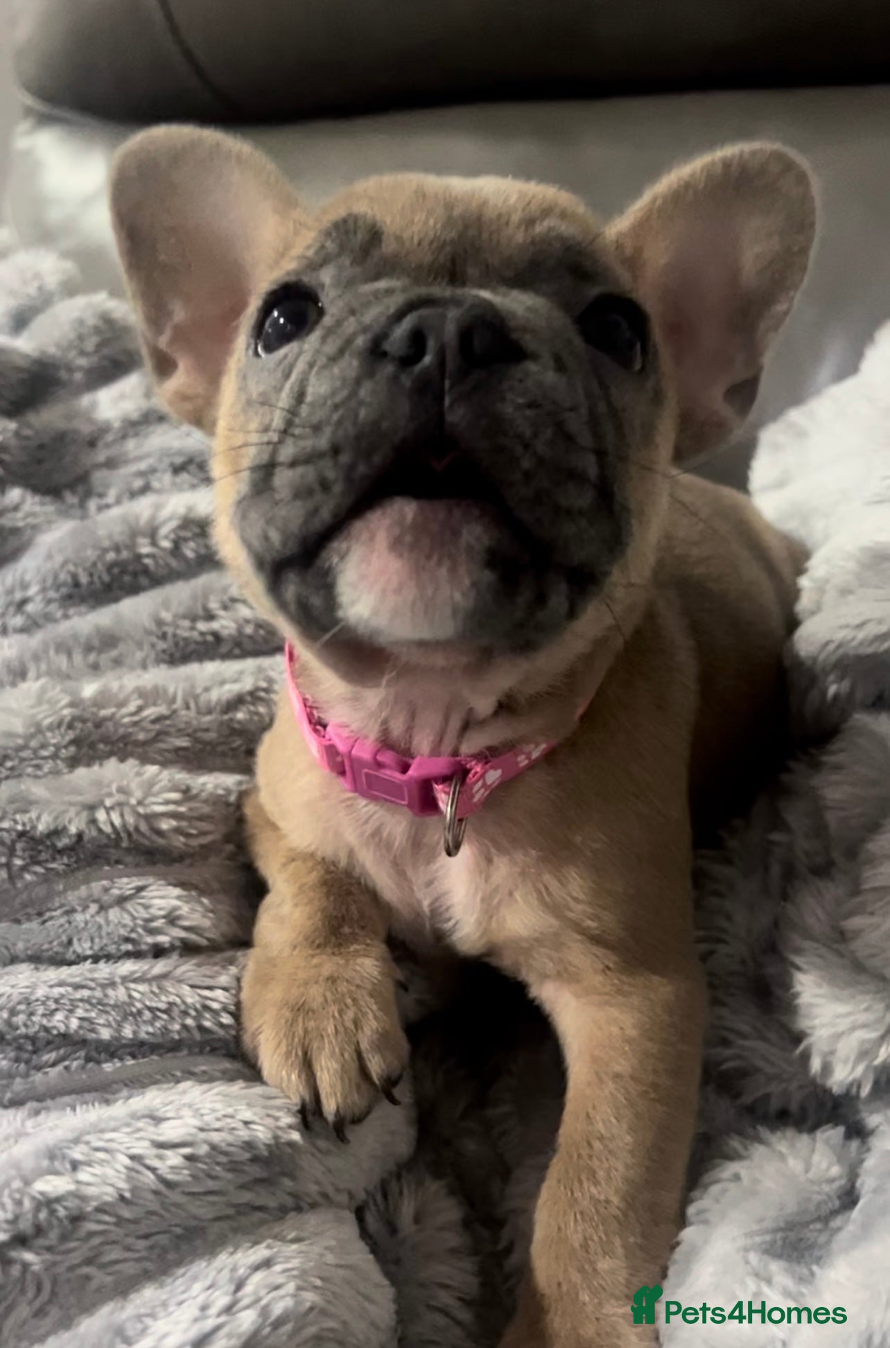 French Bulldog dogs 4 Cute French Bulldog Puppies  - Advert 7