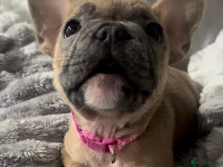 French Bulldog dogs 4 Cute French Bulldog Puppies - Advert 7
