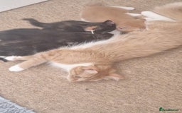 Domestic Shorthair cats for sale: 3 black white and ginger females - Image 3