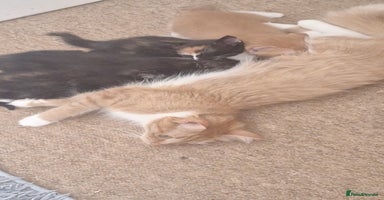 Domestic Shorthair cats - Advert 3