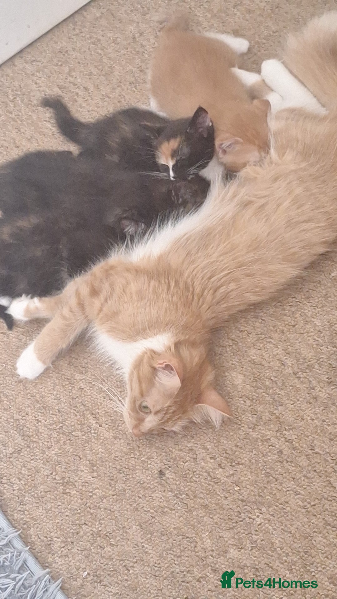 Domestic Shorthair cats for sale: 3 black white and ginger females - Image 3