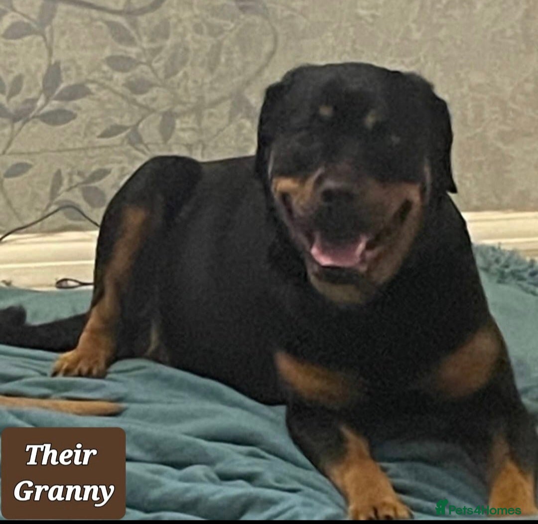 Rottweiler dogs for sale: Stunning Litter Of Shepweiler X Mastiff Pups - Image 16