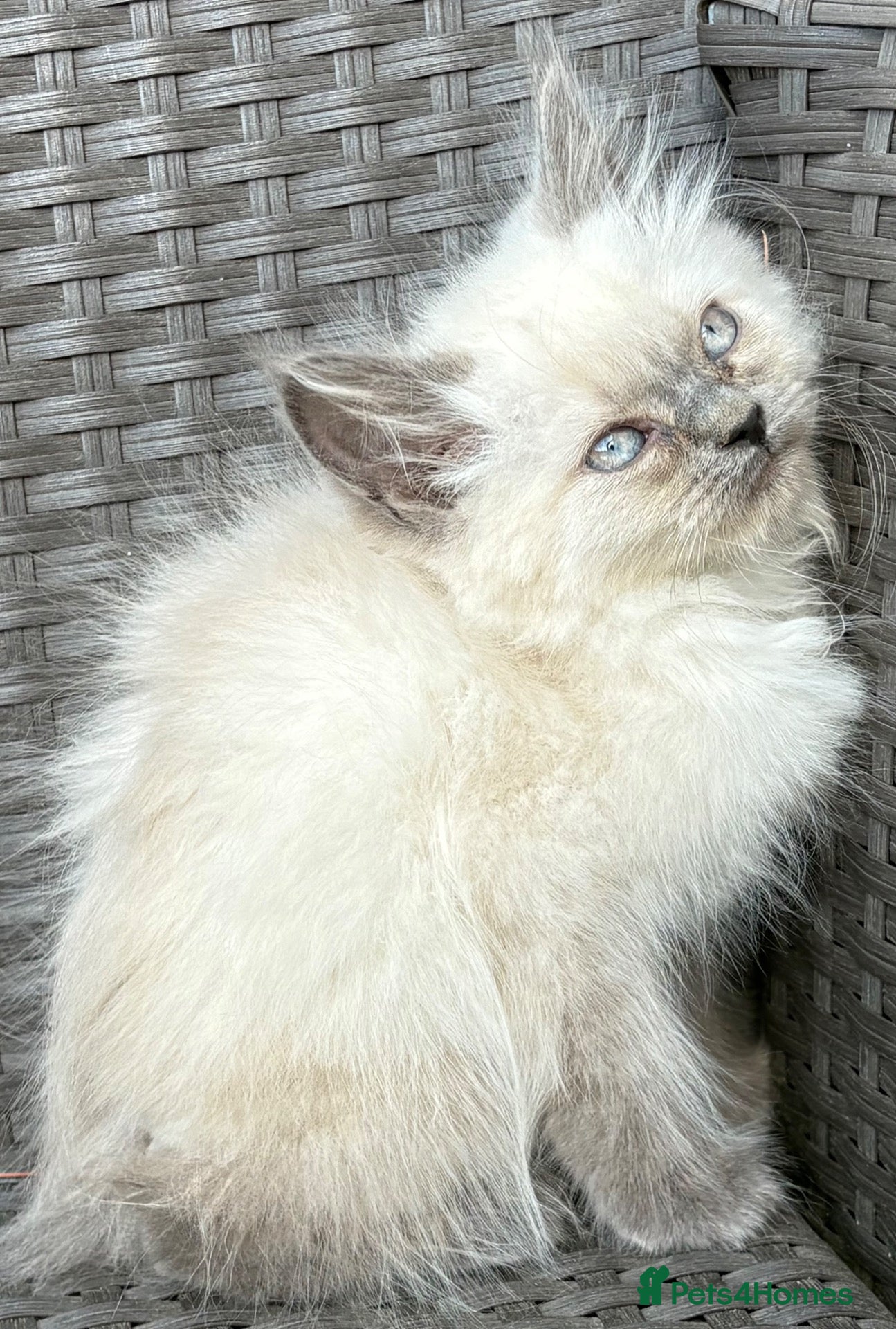 British Shorthair cats British short hair X Scottish fold  - Advert 4