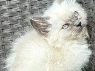 British Shorthair cats British short hair X Scottish fold - Advert 4
