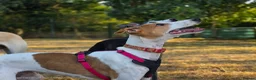 Mixed Breed dogs for adoption: Happy Nova- 5 months old in Basingstoke - Advert 6