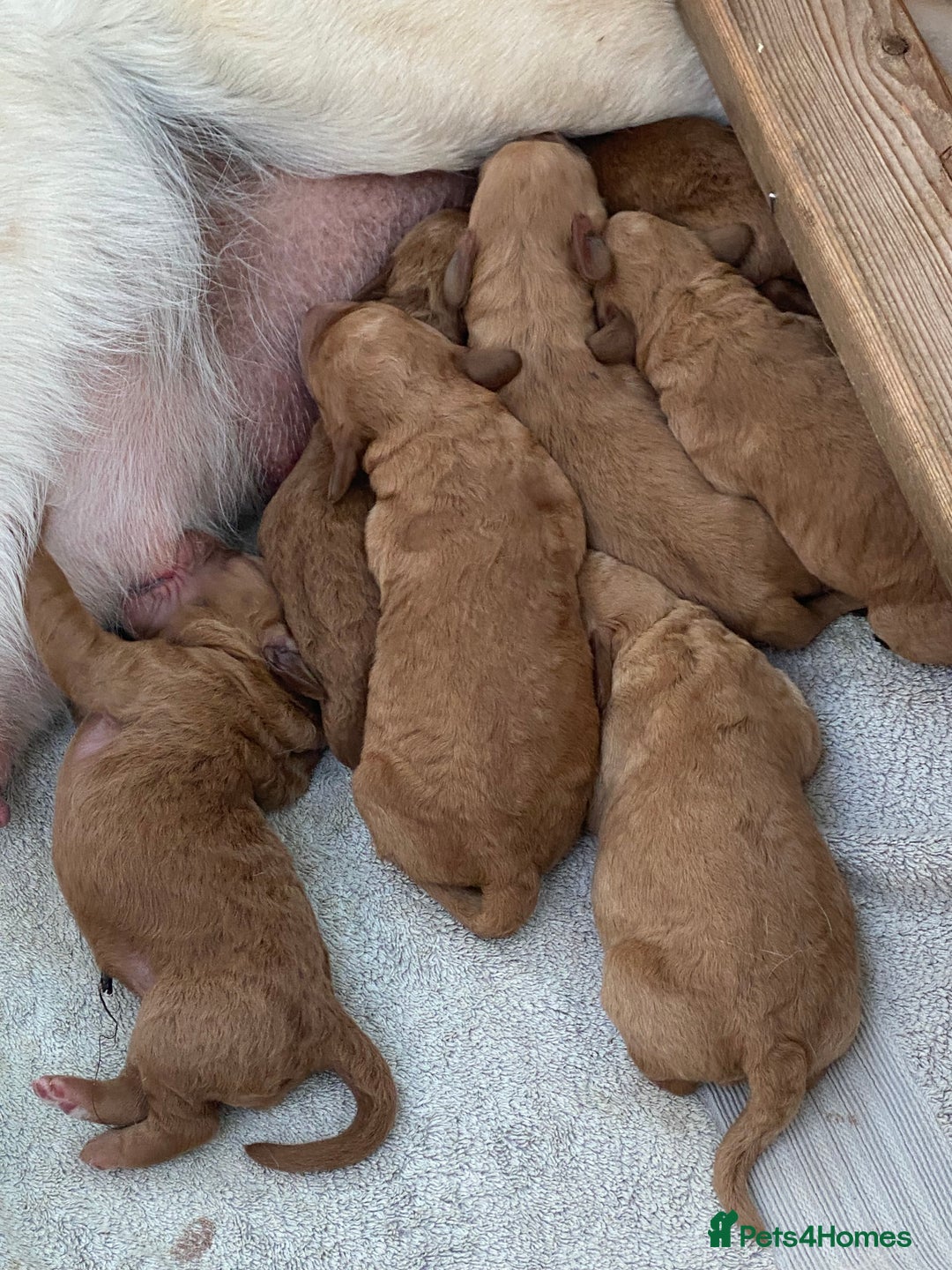 Labradoodle dogs for sale: F1 Red Miniature Labradoodles  - Advert 10