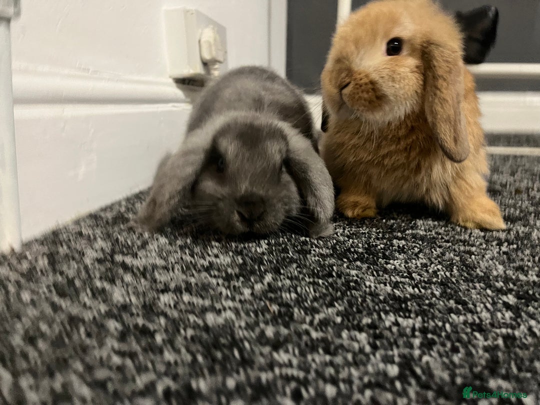 French Lop rabbits for sale: Little bunny’s  - Advert 16