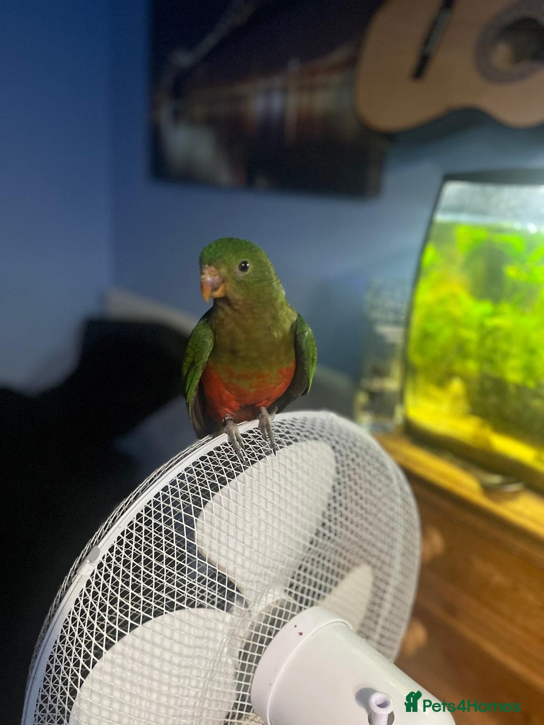 Parakeets birds for sale: Australian King Parrakeet - Advert 5