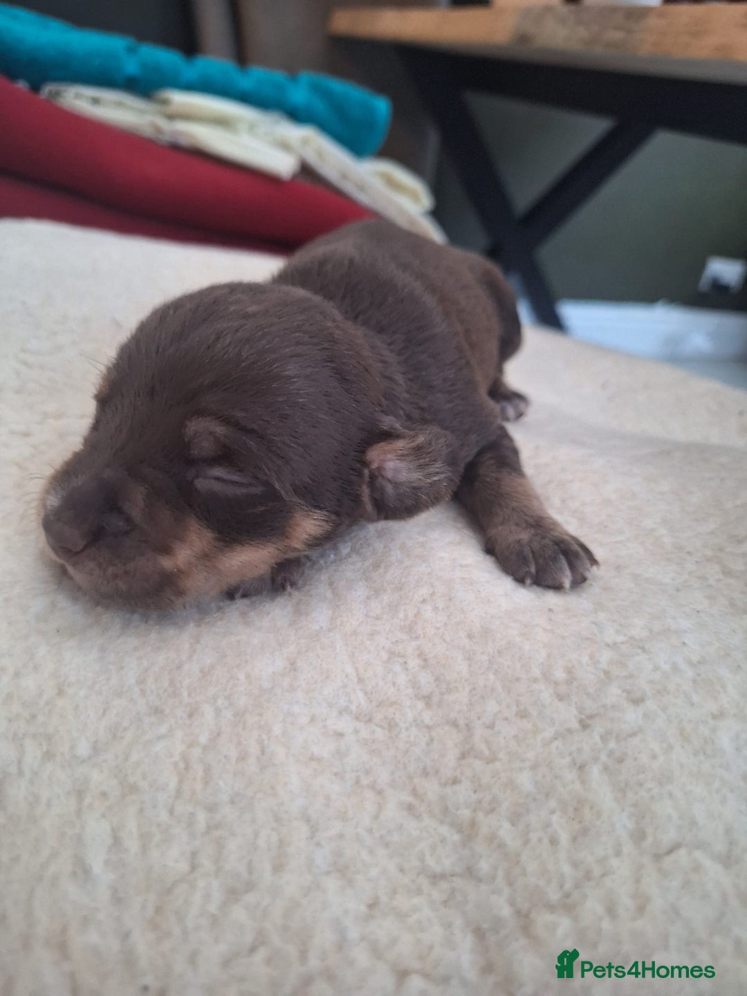 Mixed Breed dogs for sale: Bull sprocker puppies  - Advert 11