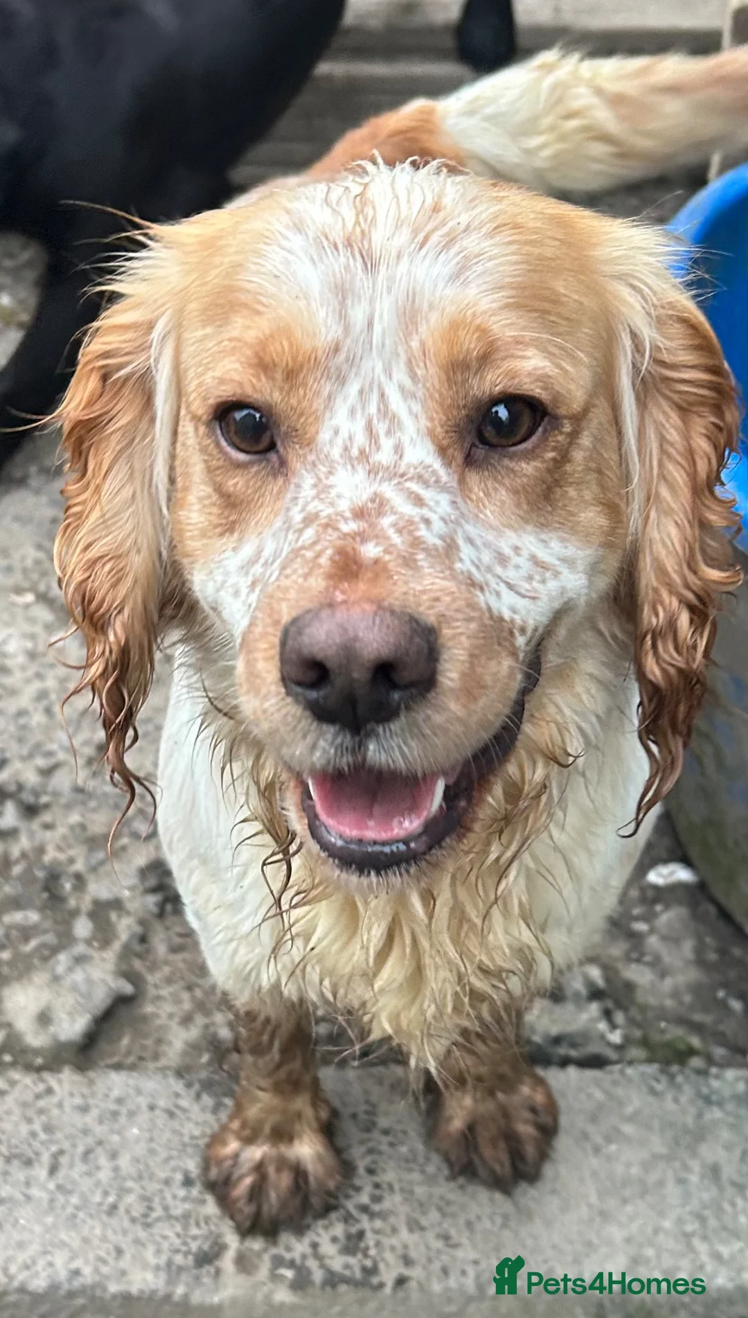 Cocker Spaniel dogs for stud: KC Registered Working Cocker Spaniel - Advert 1