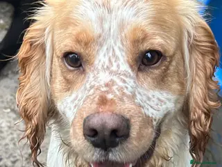 Cocker Spaniel dogs KC Registered Working Cocker Spaniel - Advert 2