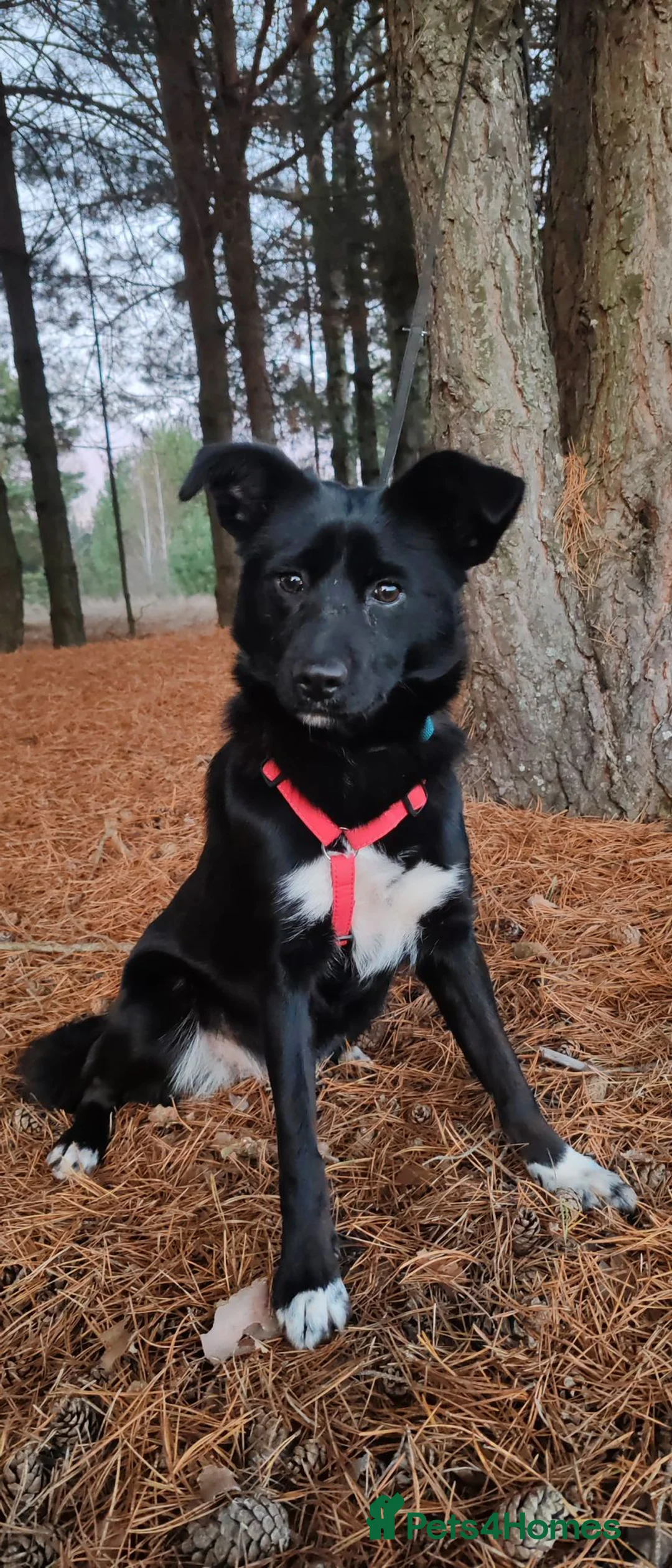 Border Collie dogs for adoption: 🐾 BONNIE – Female Border Collie 🐾 in West Malling - Advert 1