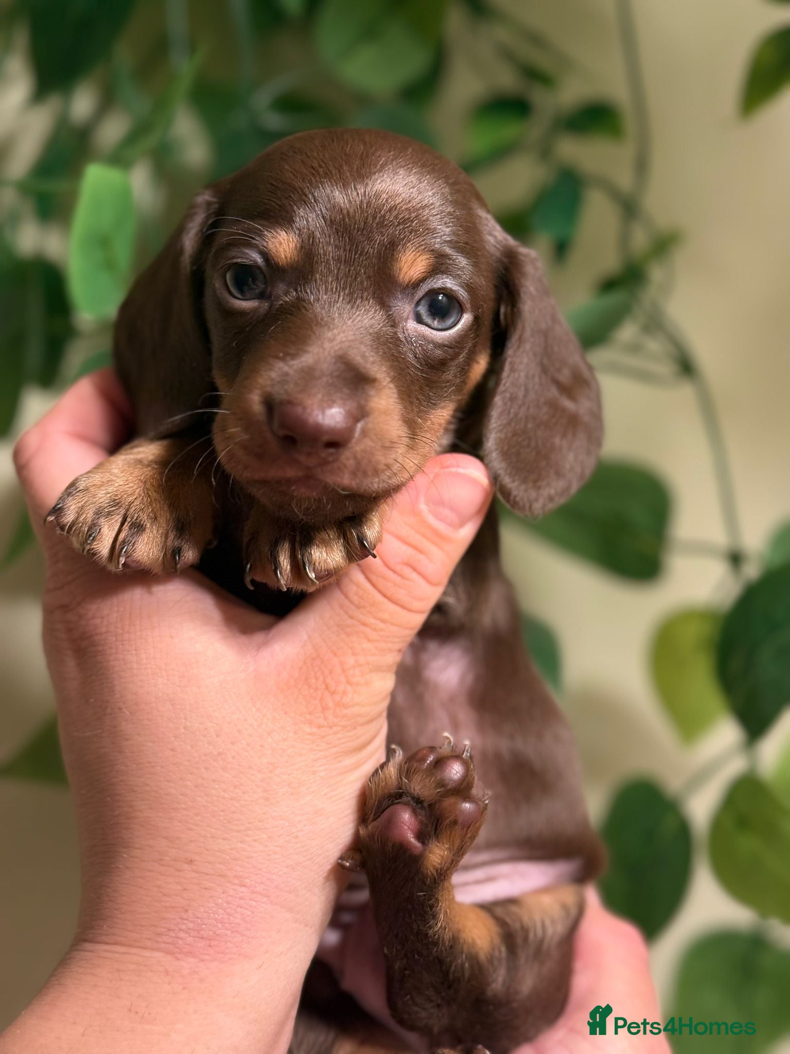 Miniature Dachshund dogs ⚜️Charming Little Puppies ⚜️ - Advert 14