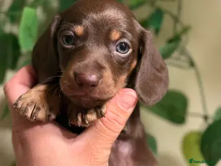 Miniature Dachshund dogs ⚜️Charming Little Puppies ⚜️ - Advert 1