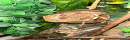 Gecko reptiles for sale: Female Harlequin Created Gecko in Aldershot - Advert 3