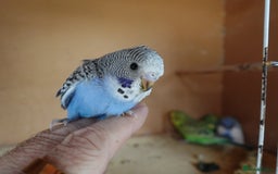 Budgerigars birds for sale: Baby Budgies For sale Greens/ Blues/Pied - Image 3