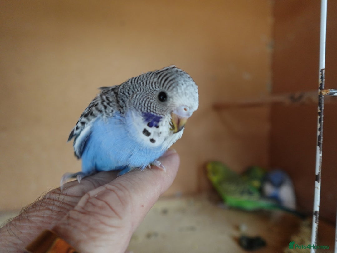 Budgerigars birds for sale: Baby Budgies For sale Greens/ Blues/Pied - Image 3