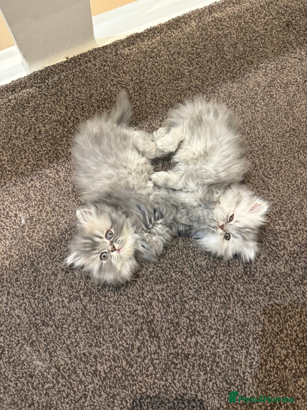 Persian cats for sale: Blue persian kitten  - Advert 12
