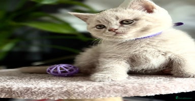 Scottish Fold cats - Advert 3