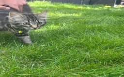British Shorthair cats for sale: 3 beautiful kittens - Image 9