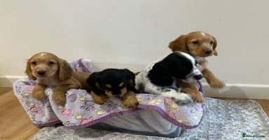 Cocker Spaniel dogs - Advert 3