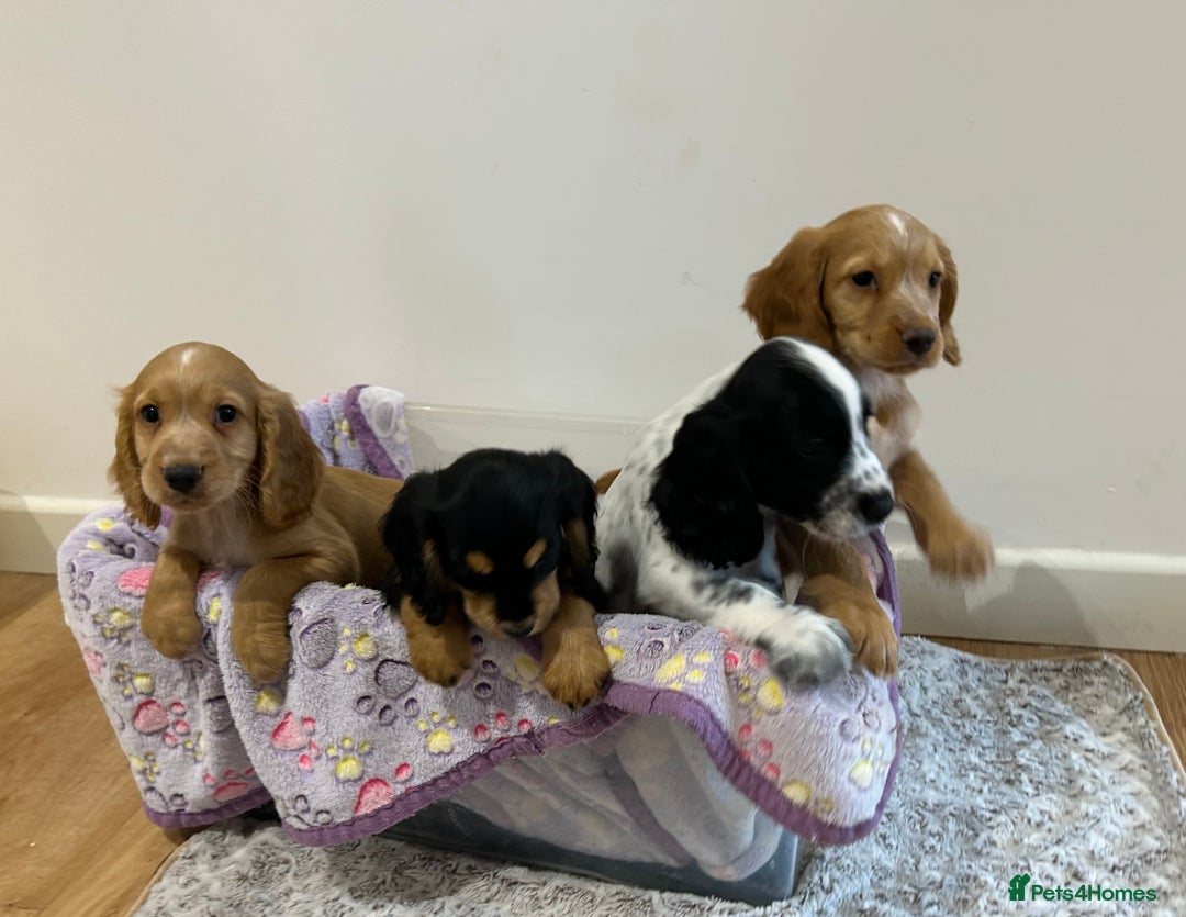 Cocker Spaniel dogs for sale: Outstanding litter KC registered working cockers  - Image 2