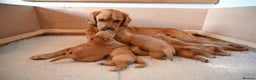 Golden Retriever dogs for sale: Golden Retriever pups for sale - Advert 11