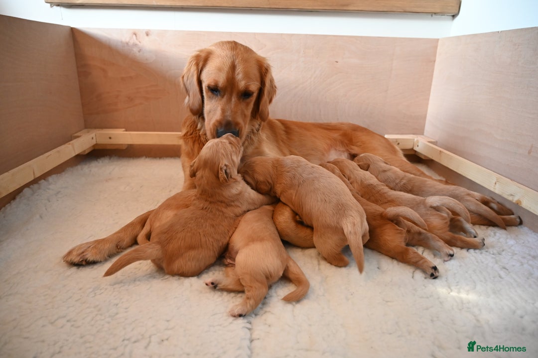 Golden Retriever dogs for sale: Golden Retriever pups for sale - Advert 11