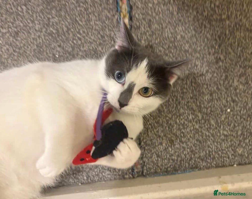 Mixed Breed cats 2 Gorgeous Cat’s | Female & Male - Advert 4