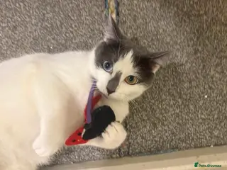 Mixed Breed cats 2 Gorgeous Cat’s | Female & Male - Advert 9