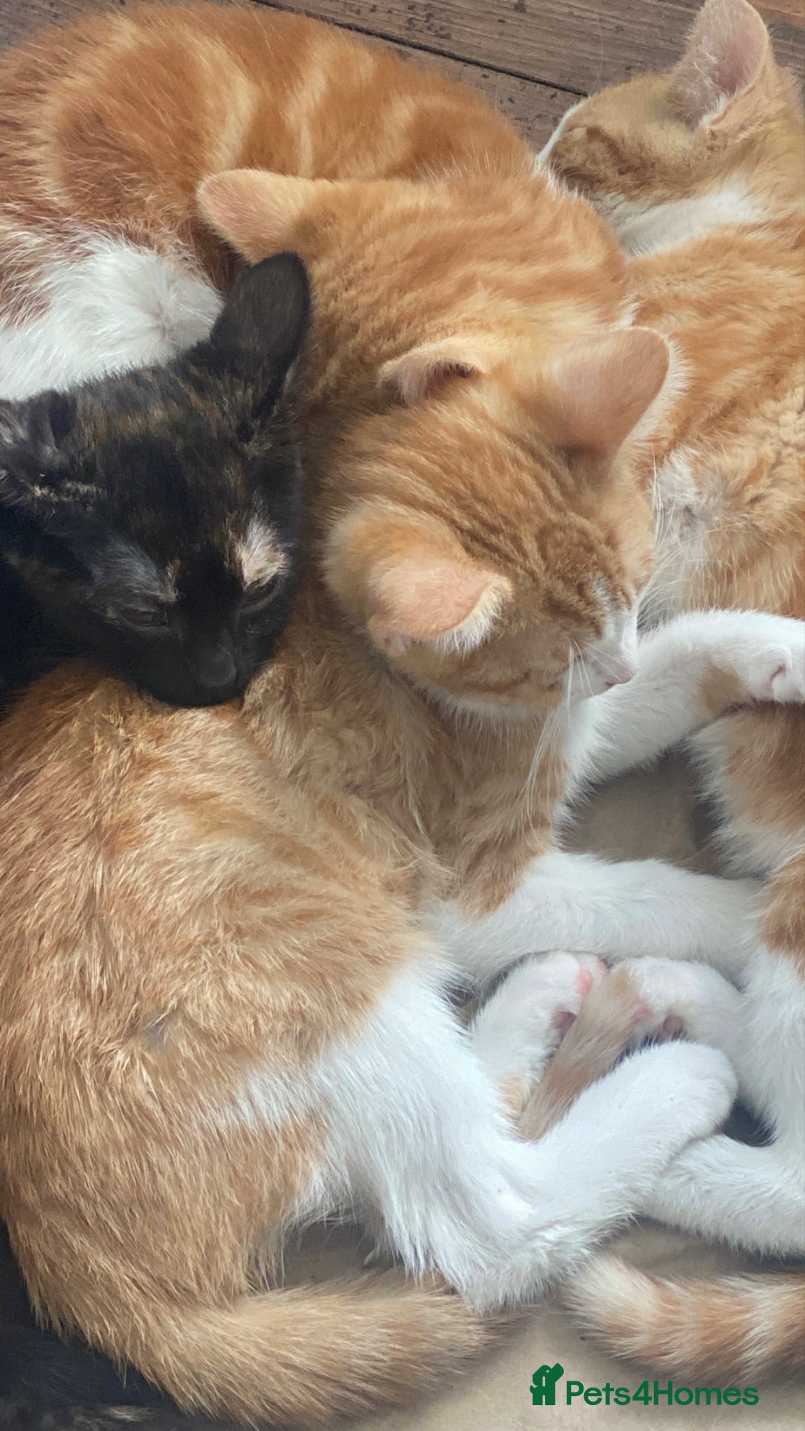 Mixed Breed cats 4 lovely mixed breed kittens for sale 😺 - Advert 16