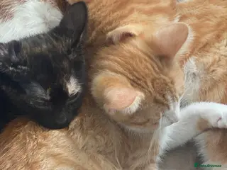 Mixed Breed cats 4 lovely mixed breed kittens for sale 😺 - Advert 5