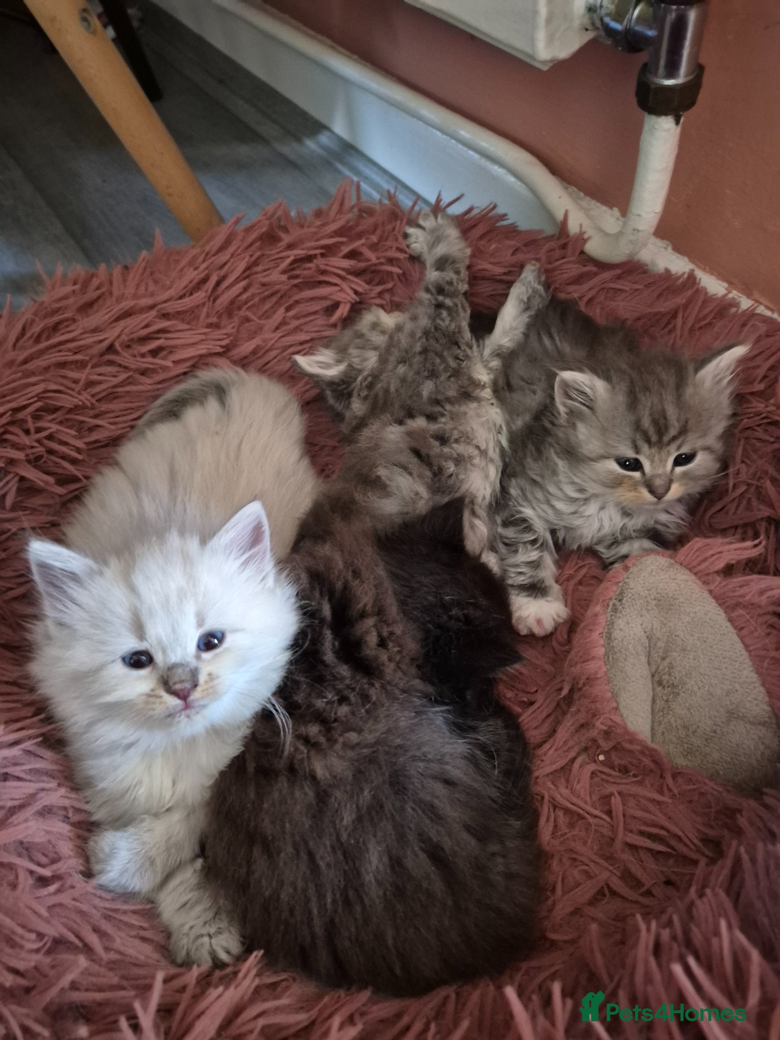 Siberian cats Stunning siberians/Neva masquerade babies  - Advert 10