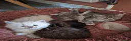 Siberian cats for sale: Last 2 baby boys, ready to leave soon, siberians - Advert 3