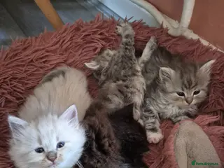 Siberian cats Stunning siberians/Neva masquerade babies - Advert 10