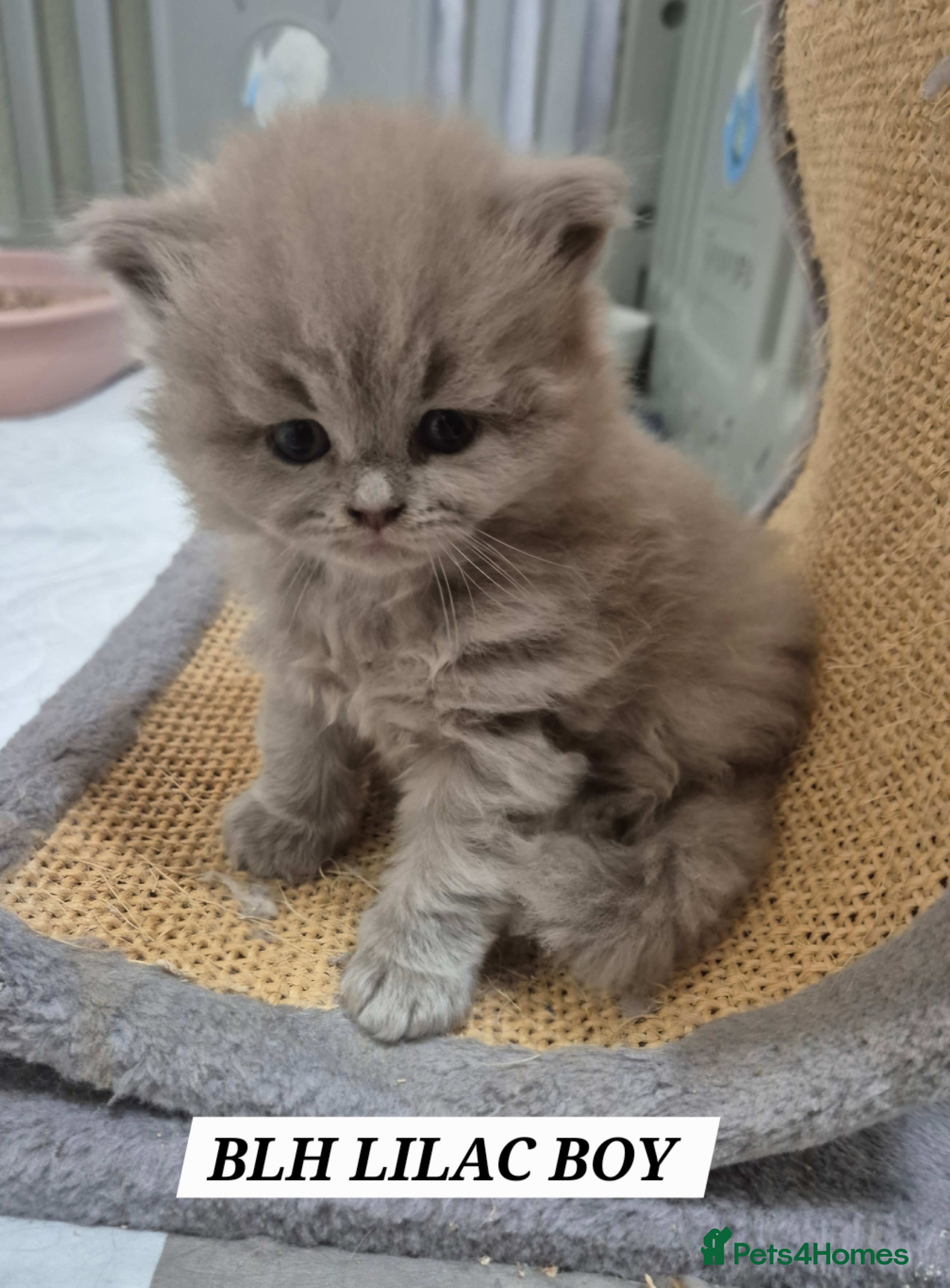 British Longhair cats Cute BLH LILAC BOY and BLH BLUE GIRL  - Advert 3