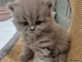 British Longhair cats Cute BLH LILAC BOY and BLH BLUE GIRL - Advert 1