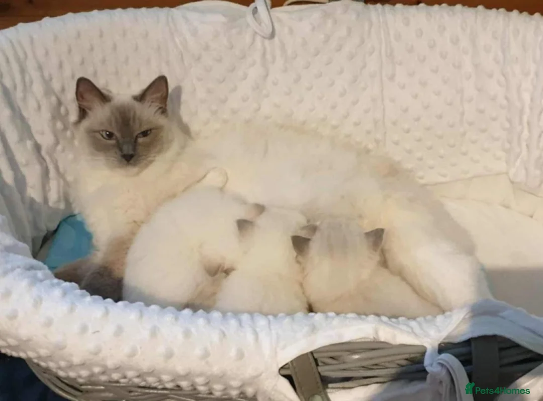 Ragdoll cats for sale: Kittens  - Advert 2