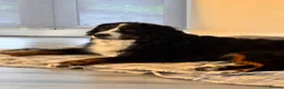 Bernese Mountain Dog dogs for sale: Beautiful, loving Bernese Mountain Dog  - Advert 2
