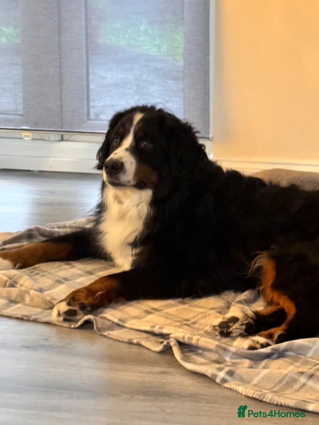 Bernese Mountain Dog dogs for sale: Beautiful, loving Bernese Mountain Dog  - Advert 2