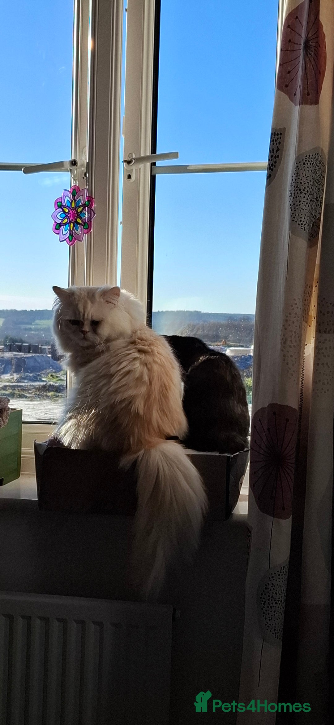 Persian cats for stud: Macaroni - Advert 8