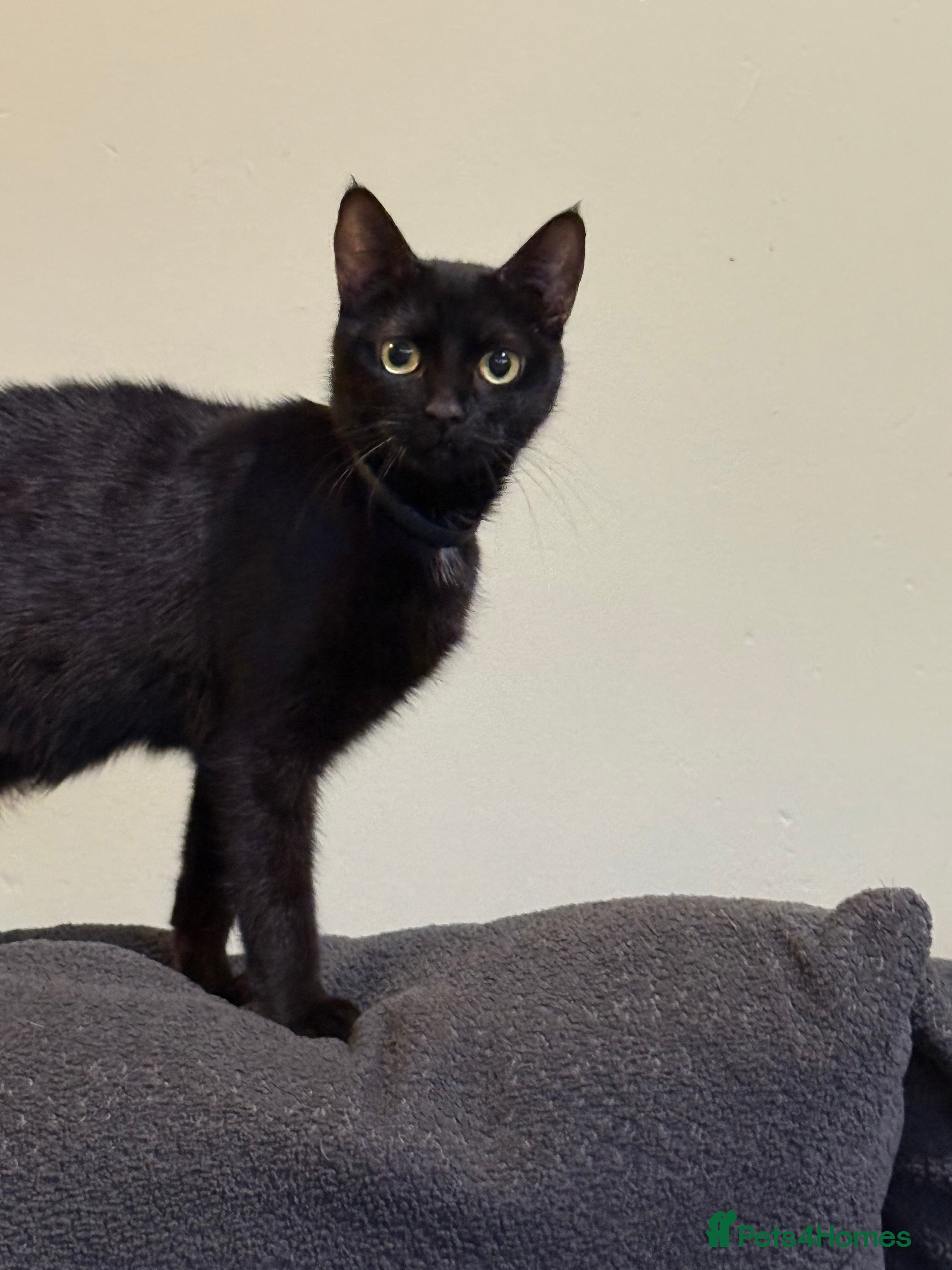 Mixed Breed cats Kittens for sale  - Advert 1