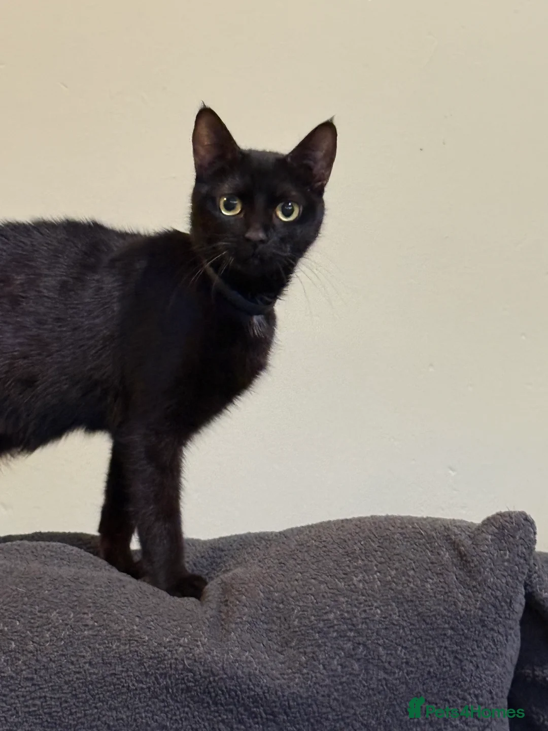 Mixed Breed cats for sale: Kittens for sale  - Advert 1