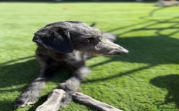 Mixed Breed dogs for sale: 1 Year Old Beddlington Whippet  - Image 4