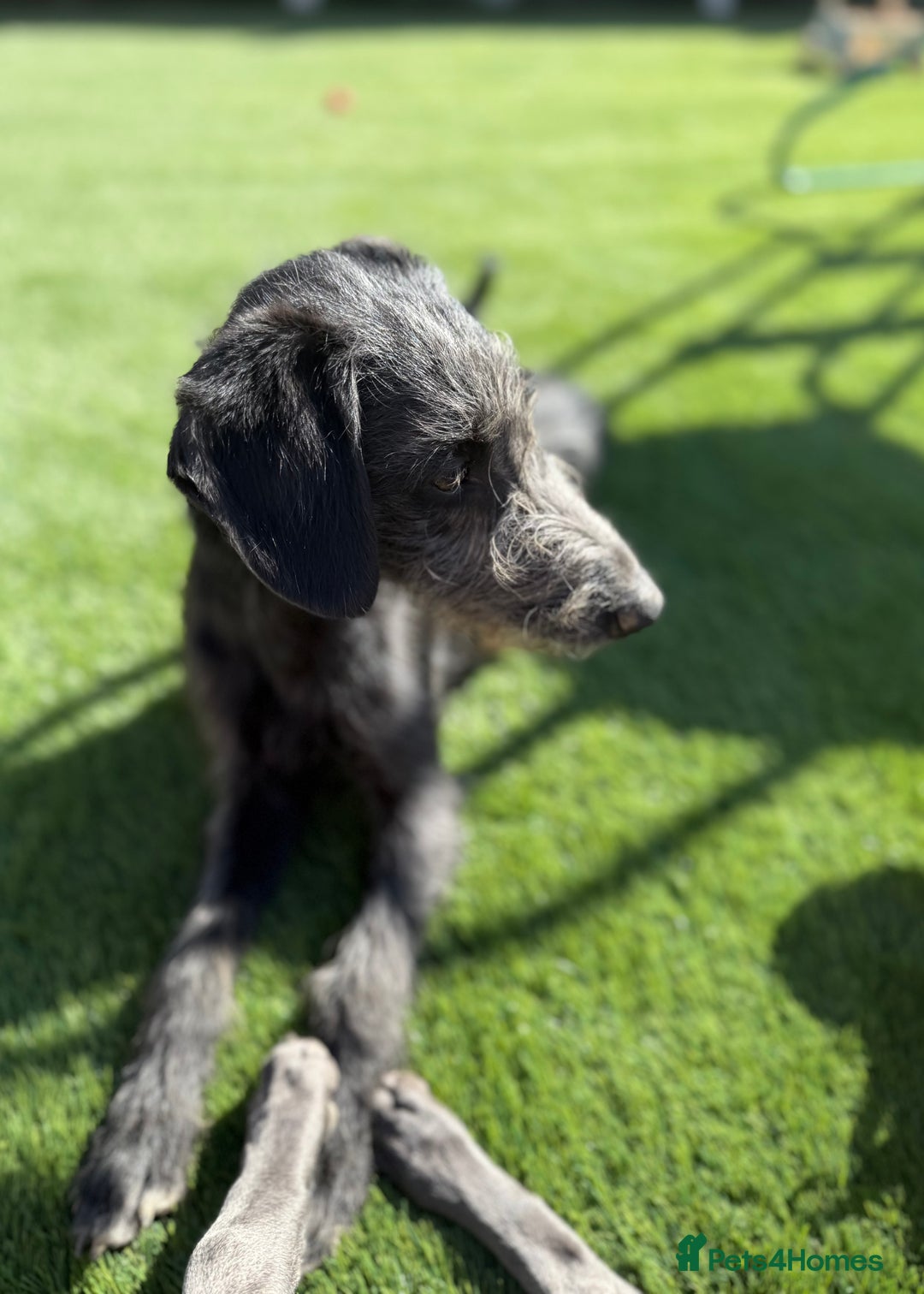 Mixed Breed dogs for sale: 1 Year Old Beddlington Whippet  - Image 4