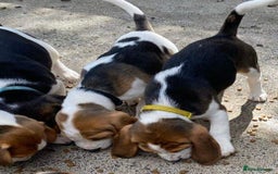 Beagle dogs for sale: Beagle Pure bread puppies - Image 3