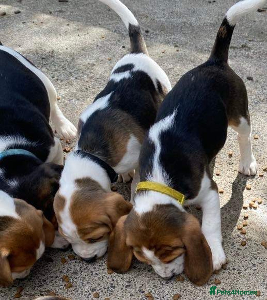 Beagle dogs for sale: Beagle Pure bread puppies - Image 3