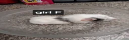 Guinea Pig rodents for sale: Baby guineapigs ready now  - Advert 6